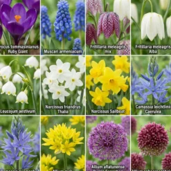 Aqua Bulbs Pack Fauna Silvestre - Mezcla Para Insectos Y Biodiversidad