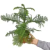 Araucaria Heterophylla M17