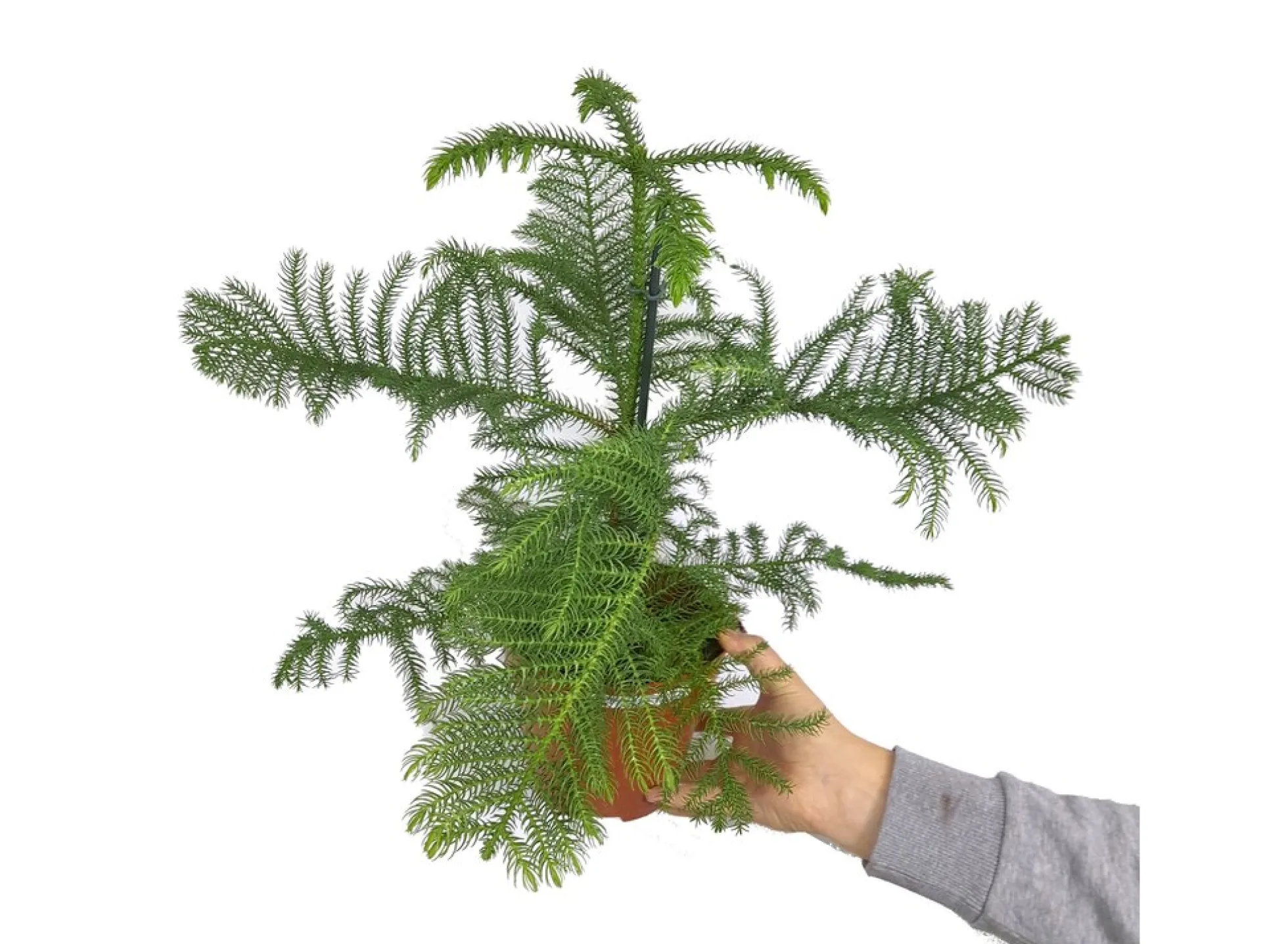 Araucaria Heterophylla M17