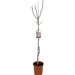 Arbol De Pistacho Hembra M26 150cm (septiembre)