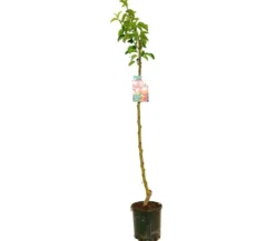 Arbol Frutal De Manzano Starking M22 130cm (manzana Roja)