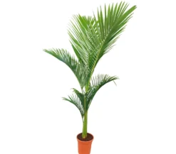 Archontophoenix Alexandrae M24 140-160cm (palmera De Alejandría)