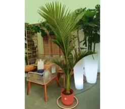 Archontophoenix Alexandrae M24 140-160cm (palmera De Alejandría)