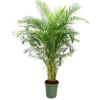 Areca Lutescens M45 240-260cm
