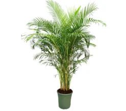 Areca Lutescens M45 240-260cm