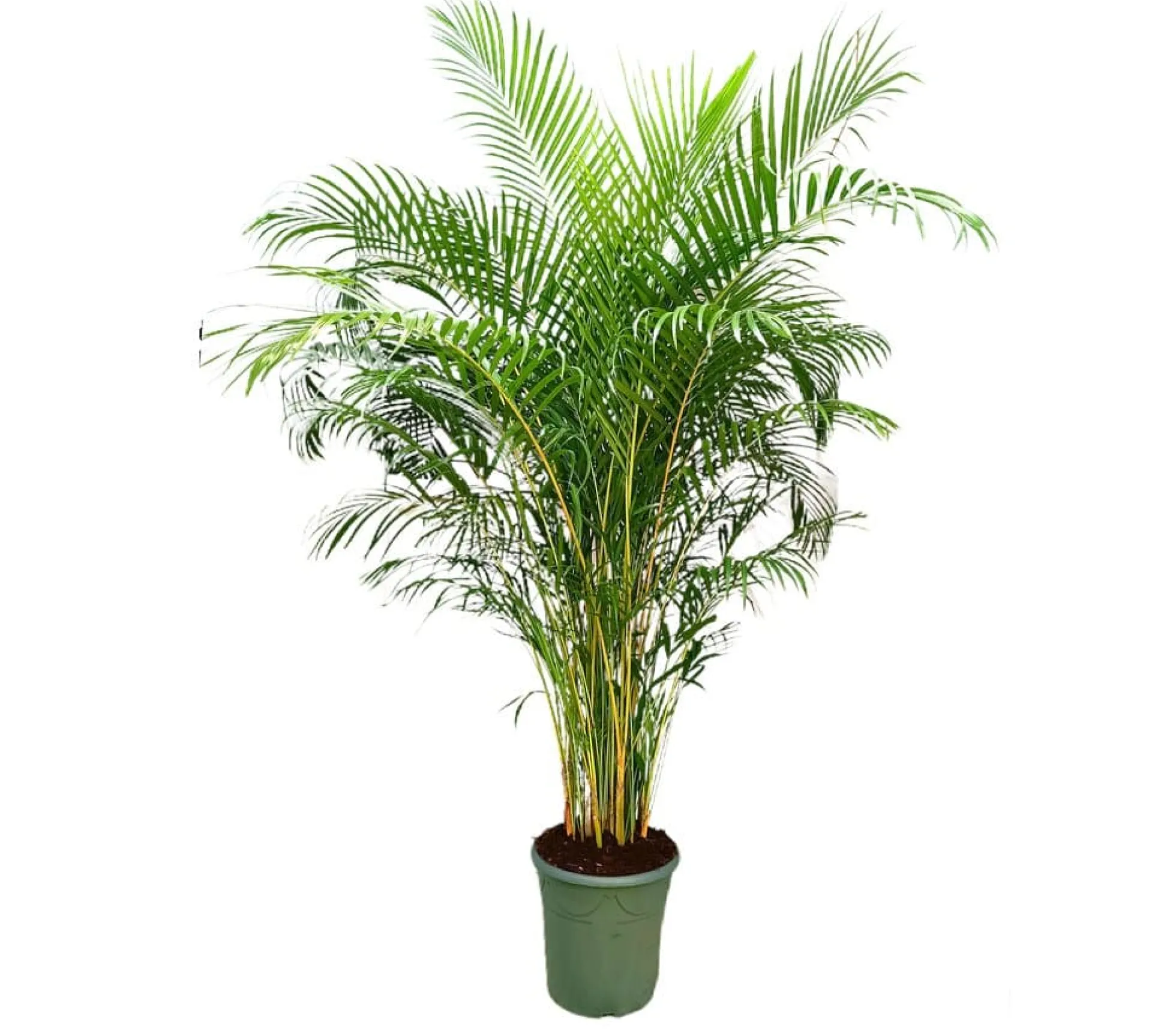 Areca Lutescens M45 240-260cm