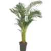 Areca Lutescens M32 190-210cm
