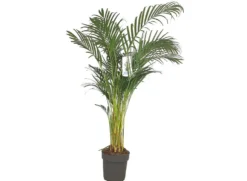 Areca Lutescens M32 190-210cm