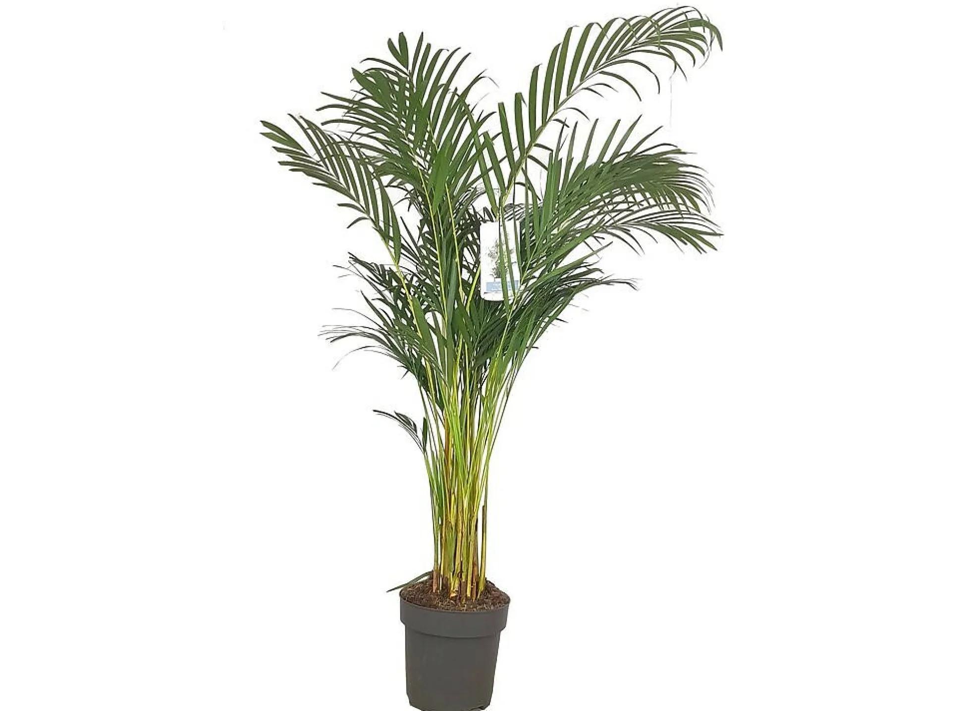 Areca Lutescens M32 190-210cm