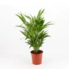 Areca Lutescens M17 60cm