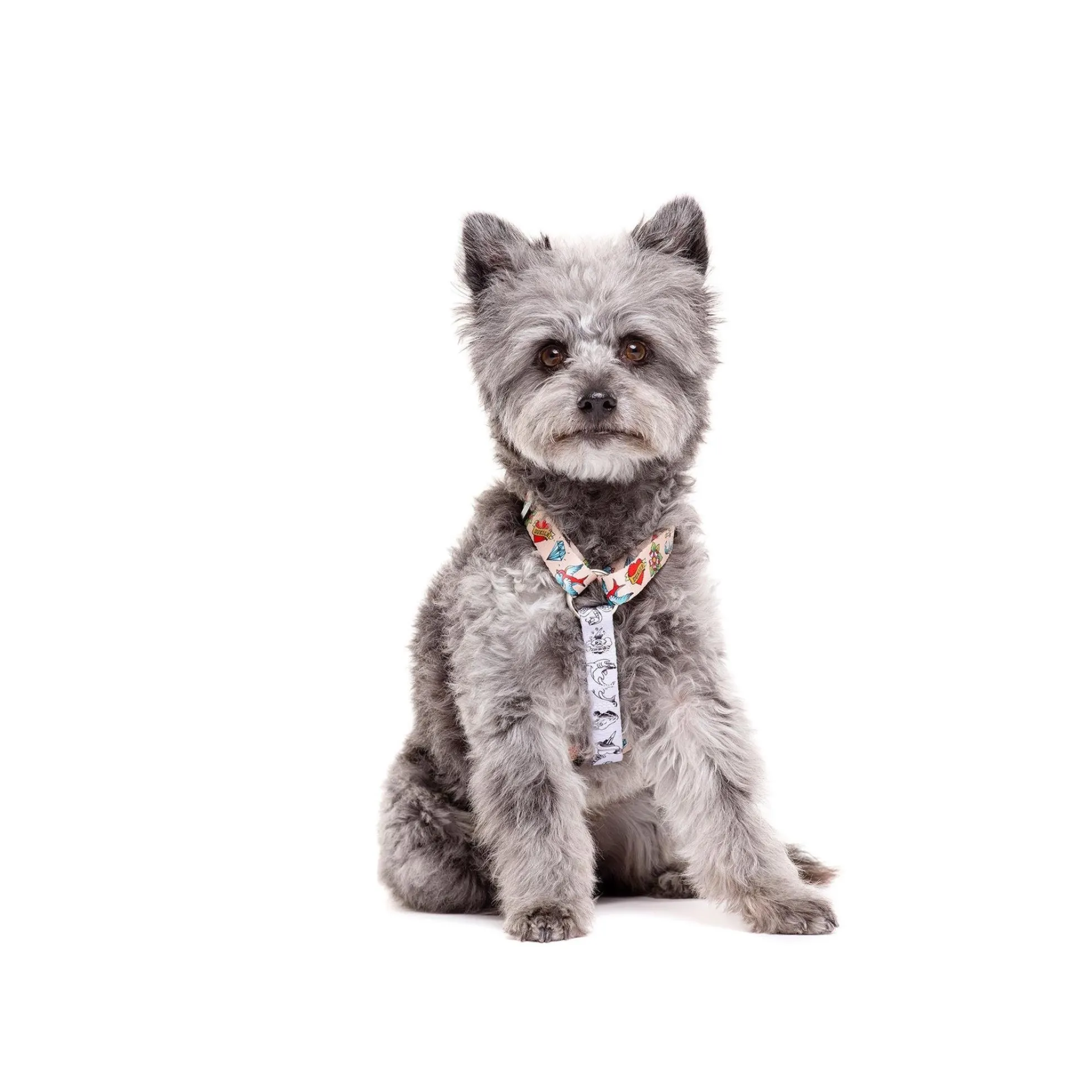 Arnés clásico para perro TATTOO Dukier L