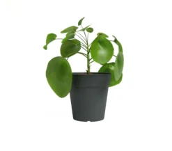 Artevasi Macetero Antracita Madagascar 19 Cm De Plástico Reciclado
