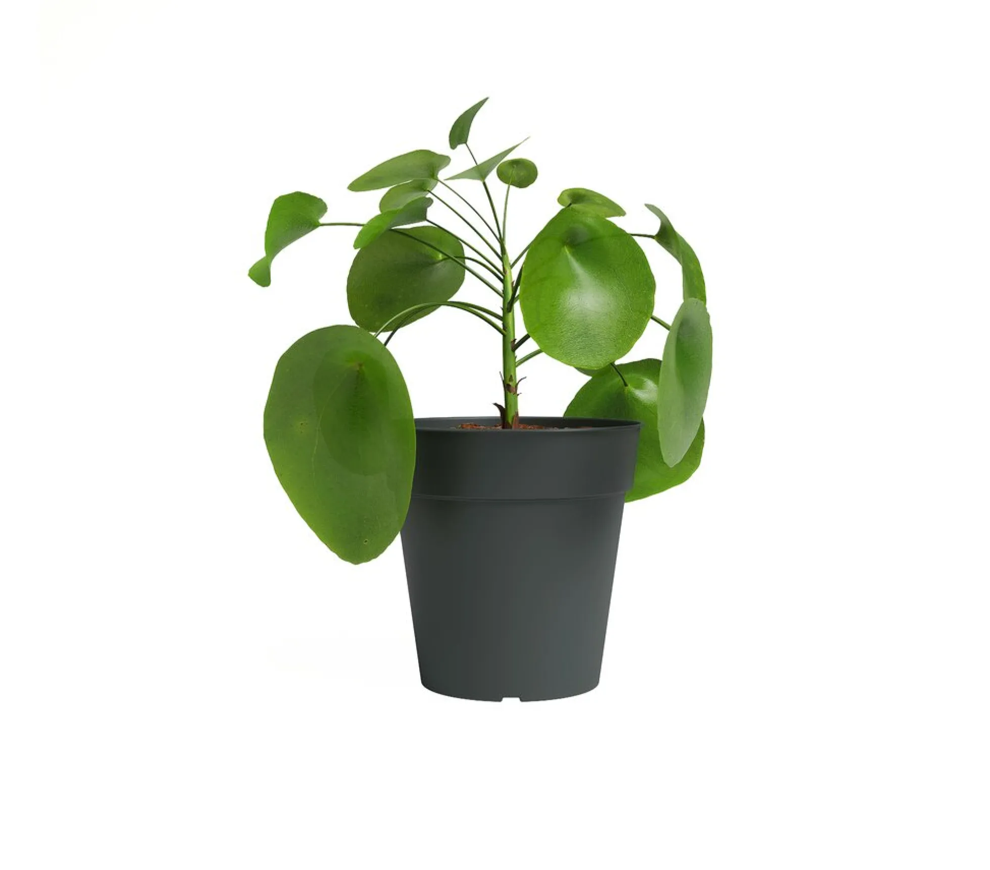 Artevasi Macetero Antracita Madagascar 17 Cm De Plástico Reciclado