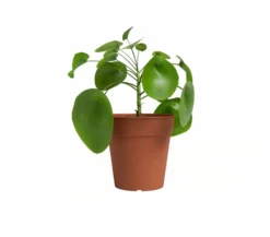 Artevasi Macetero Madagascar Terracota 40 Cm De Plástico Reciclado