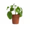 Artevasi Macetero Madagascar Terracota 23 Cm De Plástico Reciclado