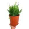 Asparagus Meyerii M20