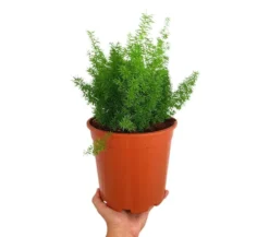 Asparagus Meyerii M20