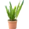 Asparagus Meyerii M30 60cm