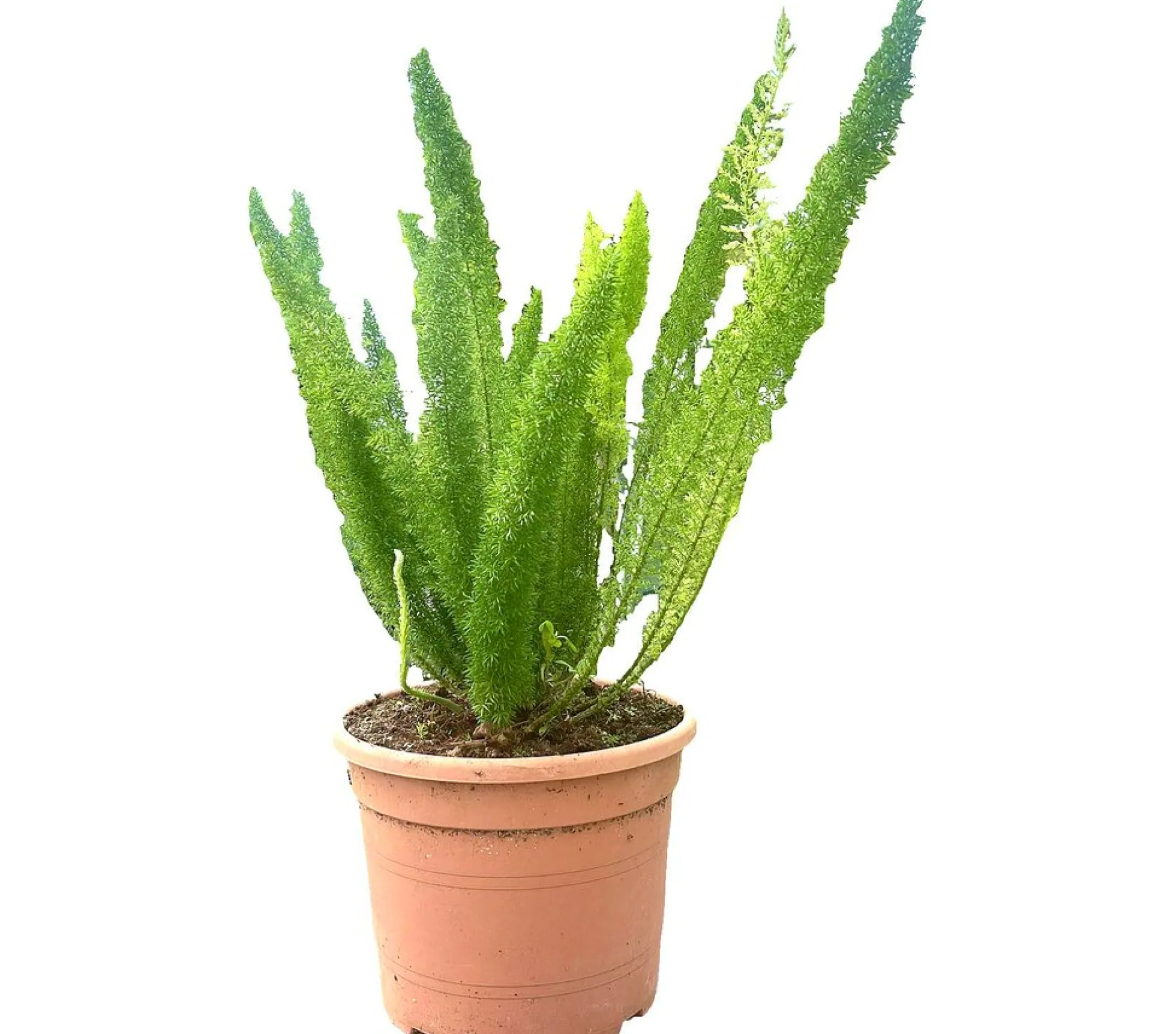 Asparagus Meyerii M30 60cm