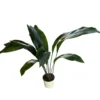 Aspidistra Elatior O Planta Oreja De Burro