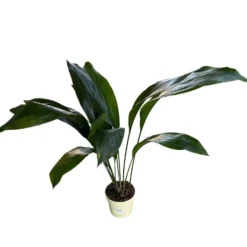 Aspidistra Elatior O Planta Oreja De Burro