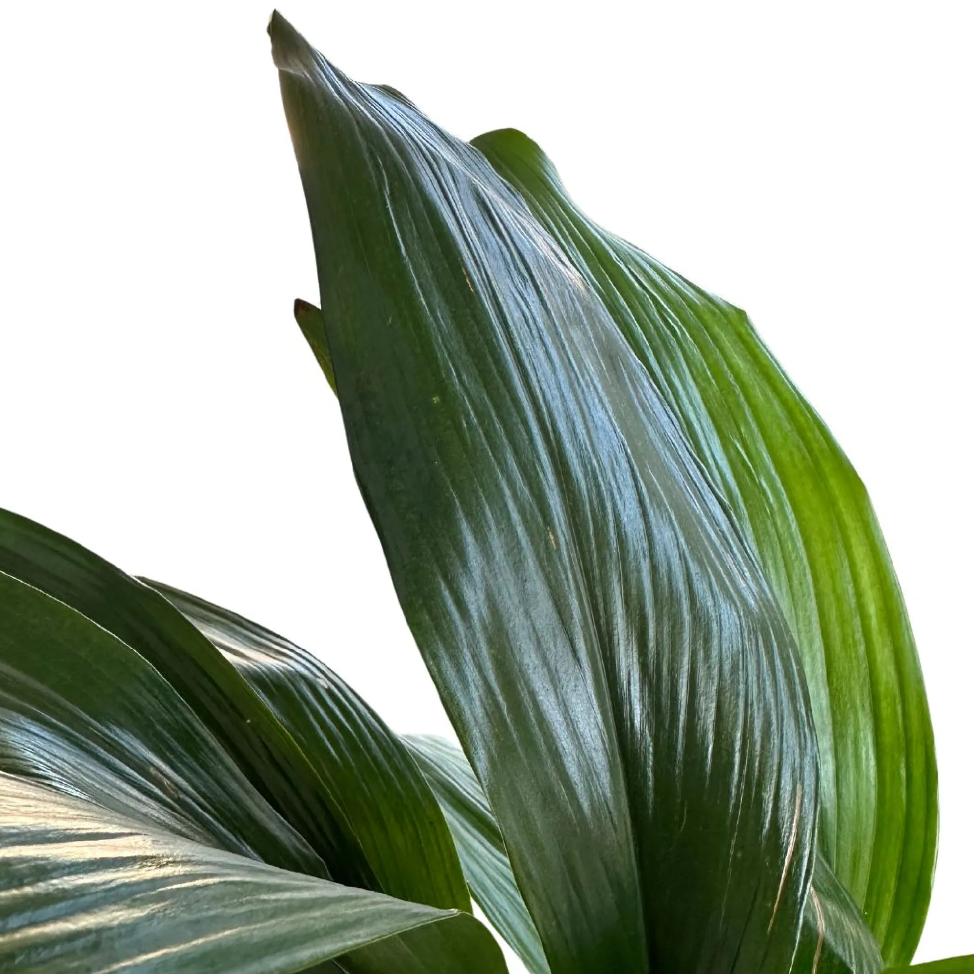Aspidistra Elatior O Planta Oreja De Burro