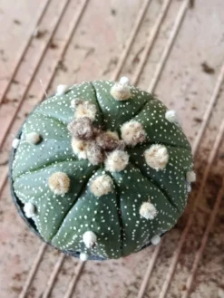 Astrophytum Asterias Surtido Planta Erizo De Mar Ø6