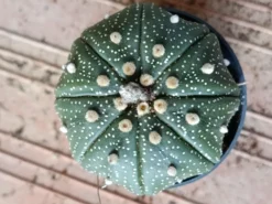 Astrophytum Asterias Surtido Planta Erizo De Mar Ø6