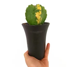 Astrophytum Myrostigma M12 20cm