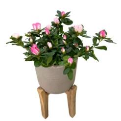 Azalea Colores Variados M13