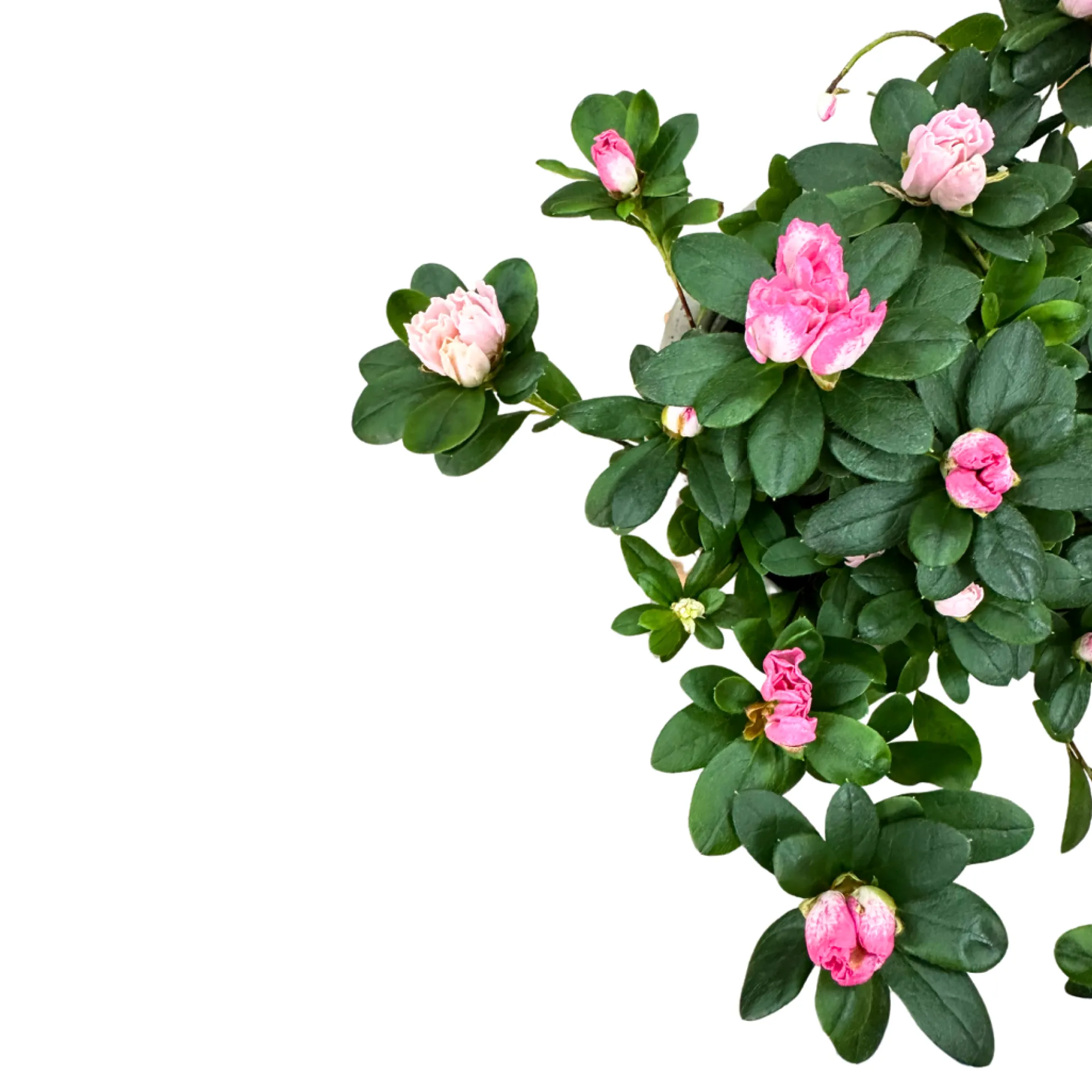Azalea Colores Variados M13