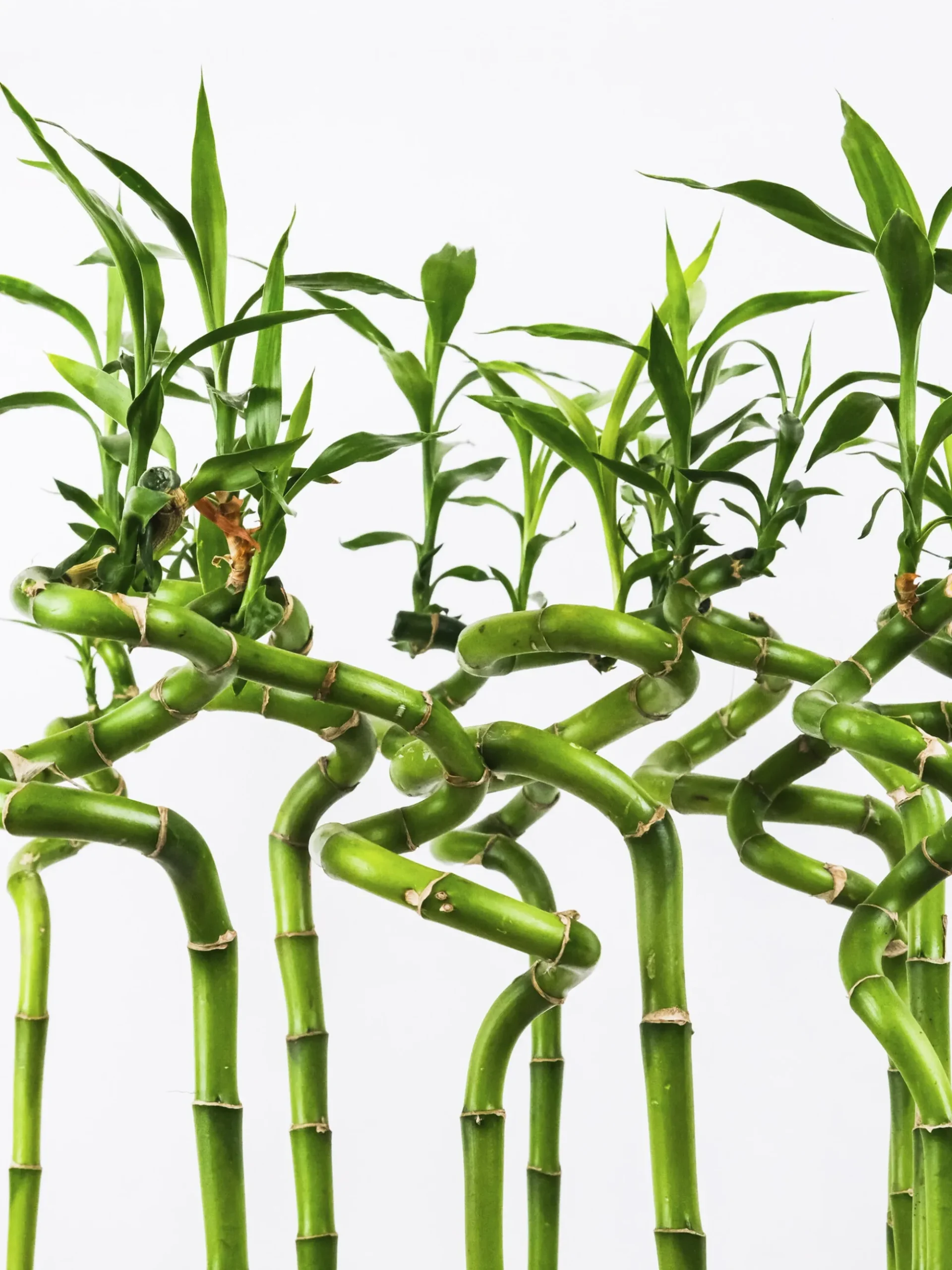 Bamboo Lucky Espiral