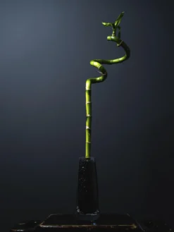 Bamboo Lucky Espiral | Altura 60cm 6 Unidades