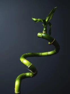 Bamboo Lucky Espiral | Altura 60cm 6 Unidades