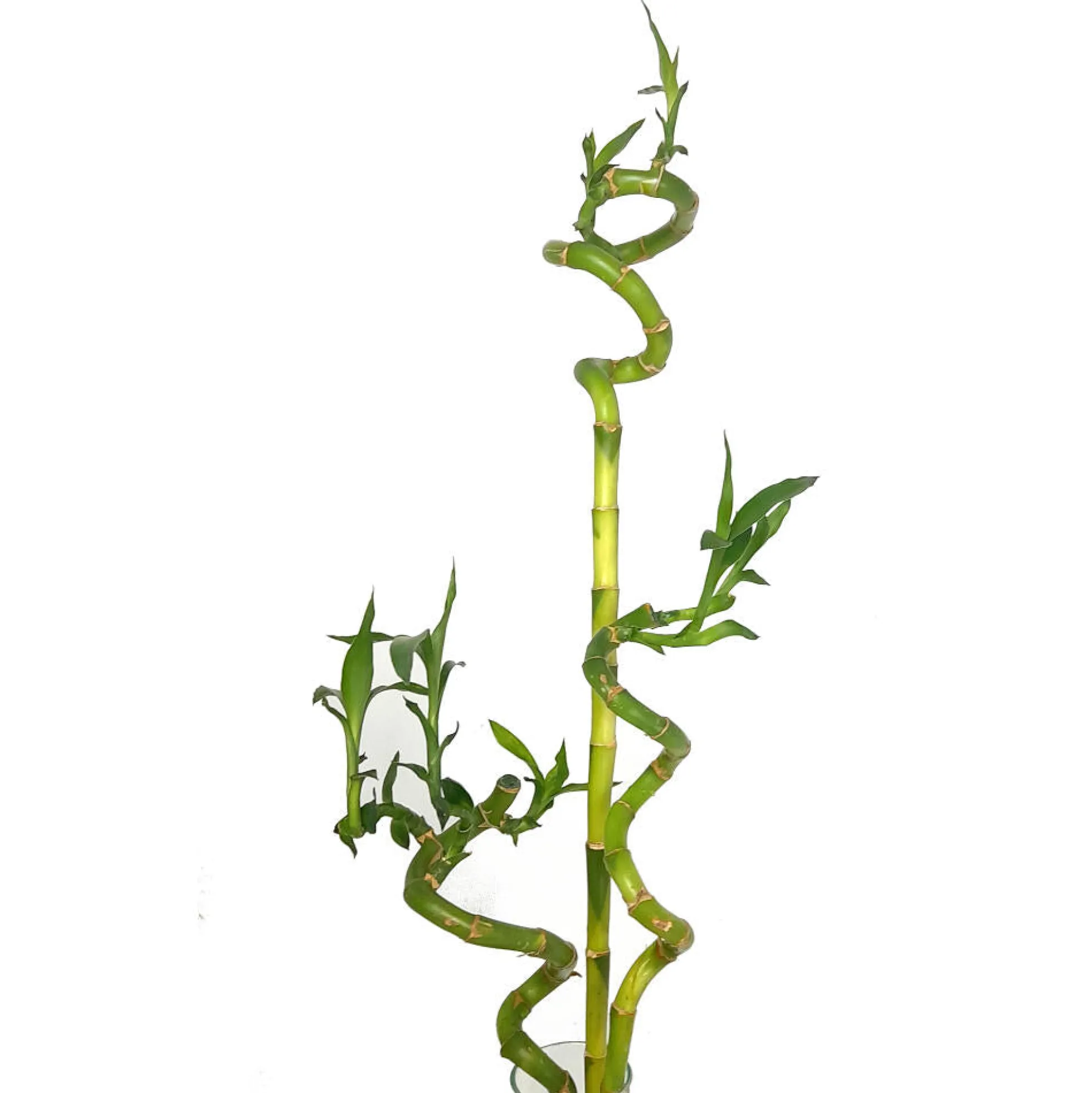 Bambusa Lucky Espiral 50cm