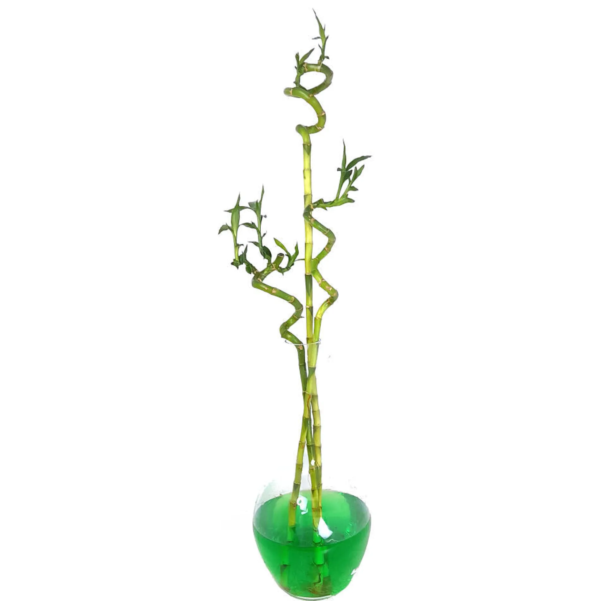 Bambusa Lucky Espiral 50cm