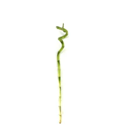 Bambusa Lucky Espiral 60cm
