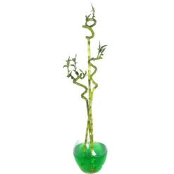 Bambusa Lucky Espiral 60cm