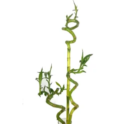 Bambusa Lucky Espiral 60cm