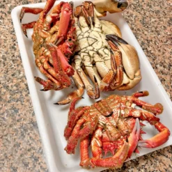 3 Bandejas Uso Alimentario: 15l Sin Bpa's (54 X 40 X 9,2cm) - Cocinas, Hostelería, Restaurantes, Pescaderías, Catering