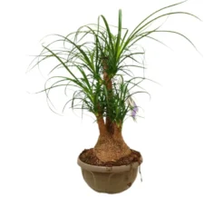 Beaucarnea Ramificada M22 40-50cm