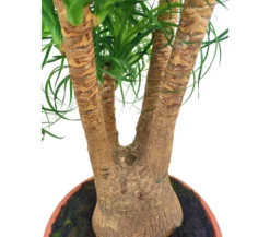 Beaucarnea Ramificada T27 60-80cm (pata De Elefante O Nolina)