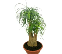 Beaucarnea Ramificada T27 60-80cm (pata De Elefante O Nolina)