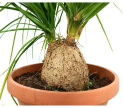Beaucarnea Recurvata M40 80-100cm (nolina Bola) Pata De Elefante