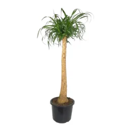 Beaucarnea Recurvata M32 140cm (pata De Elefante)