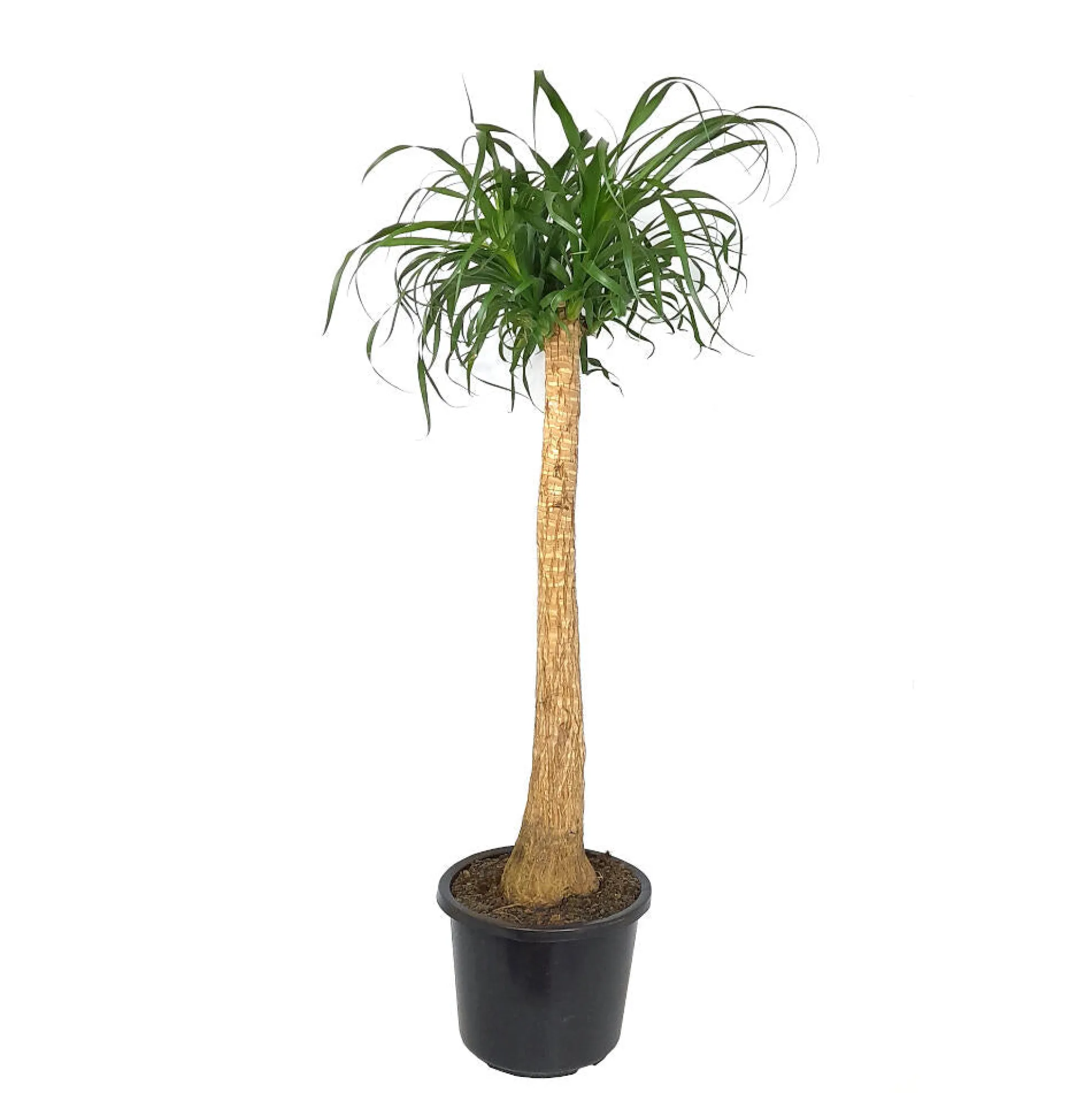 Beaucarnea Recurvata M32 140cm (pata De Elefante)