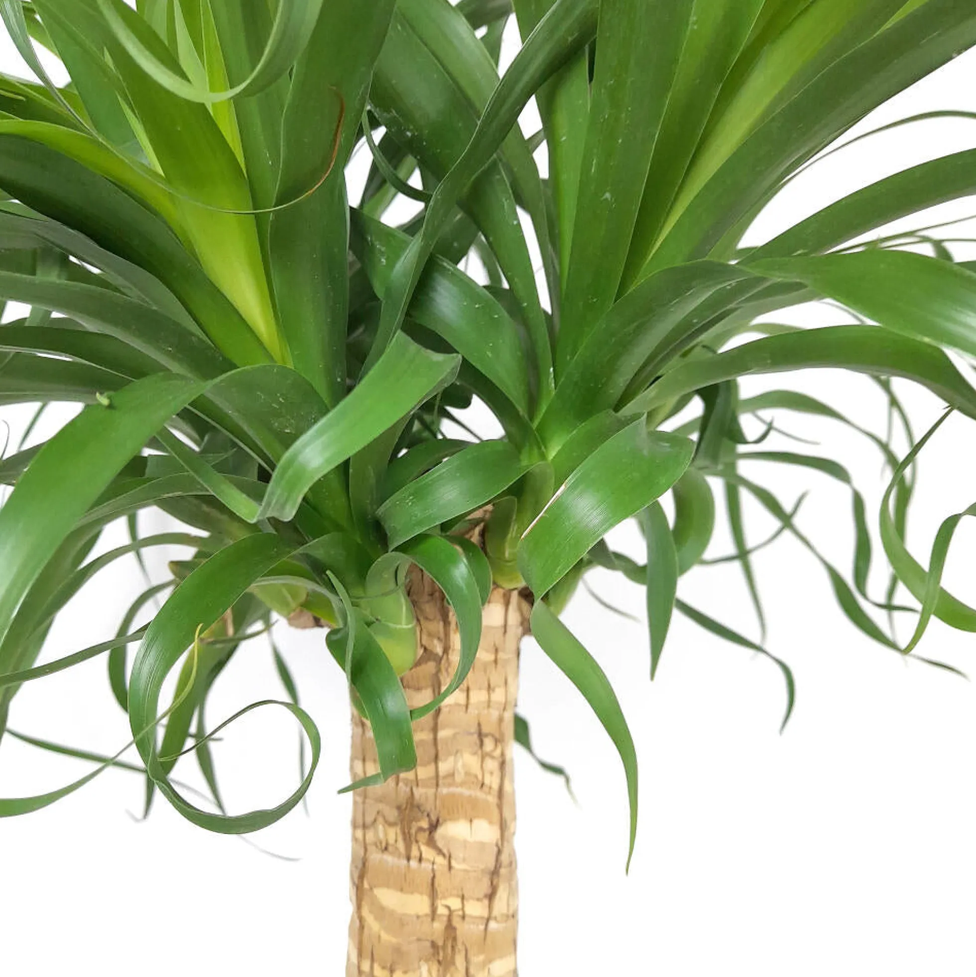 Beaucarnea Recurvata M32 140cm (pata De Elefante)
