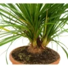Beaucarnea Recurvata M24 100cm (pata De Elefante)