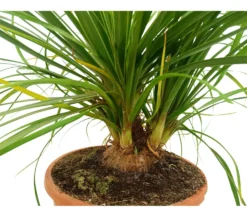 Beaucarnea Recurvata M24 100cm (pata De Elefante)
