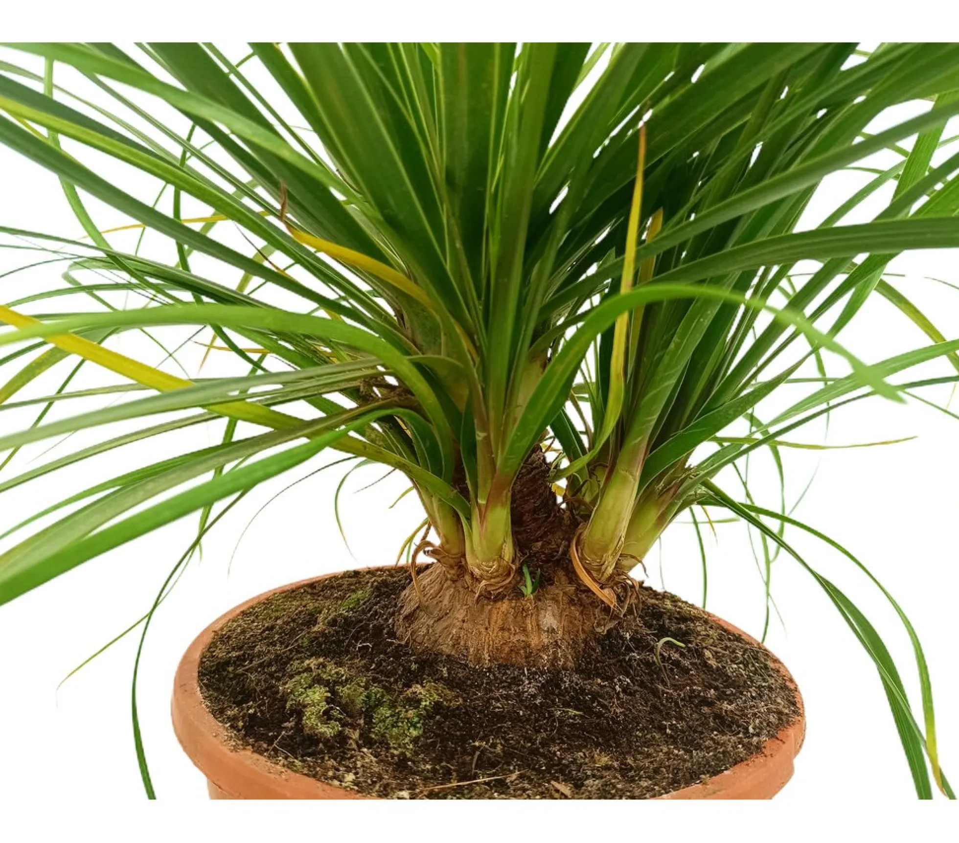 Beaucarnea Recurvata M24 100cm (pata De Elefante)